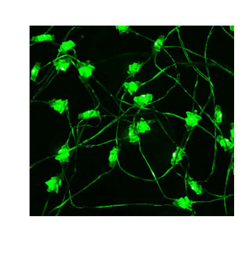 Batteriebetriebenes grünes Weihnachten geführte Ketten-Lichter mit hoher Helligkeit